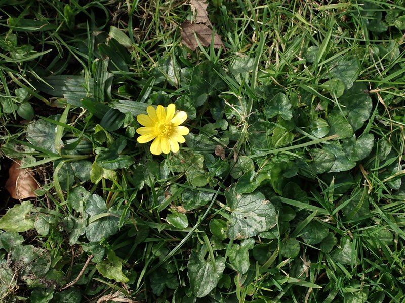 Fig Buttercup