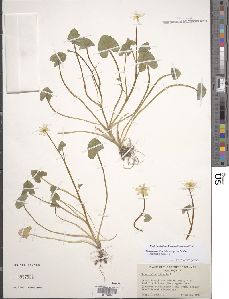 Ranunculus ficaria subsp. calthifolius