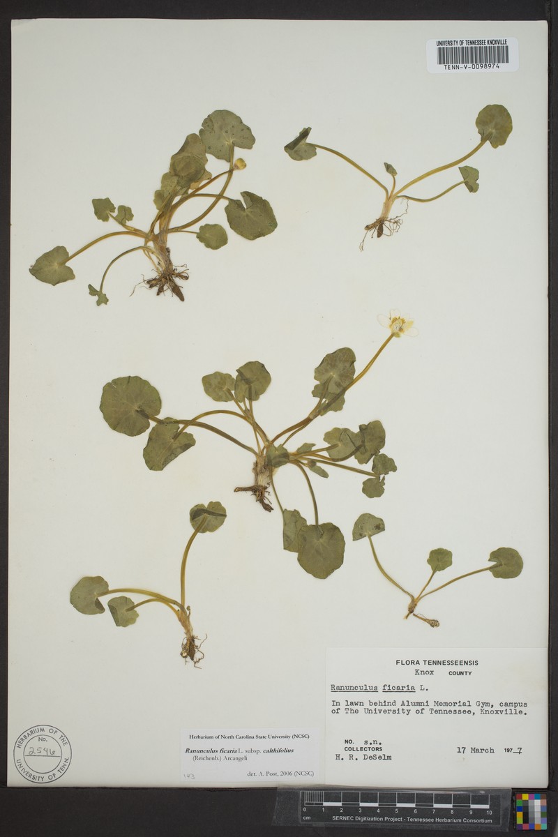 Ranunculus ficaria subsp. calthifolius photo 2