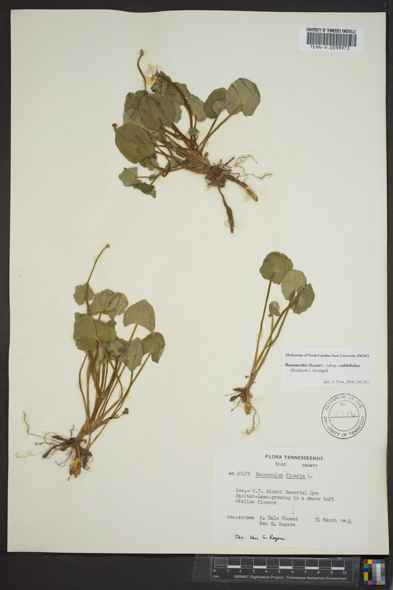 Ranunculus ficaria subsp. calthifolius photo 3