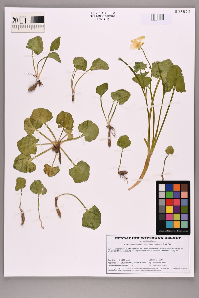 Ranunculus ficaria subsp. chrysocephalus