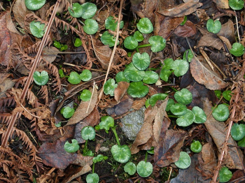 Ranunculus ficaria subsp. chrysocephalus photo 2