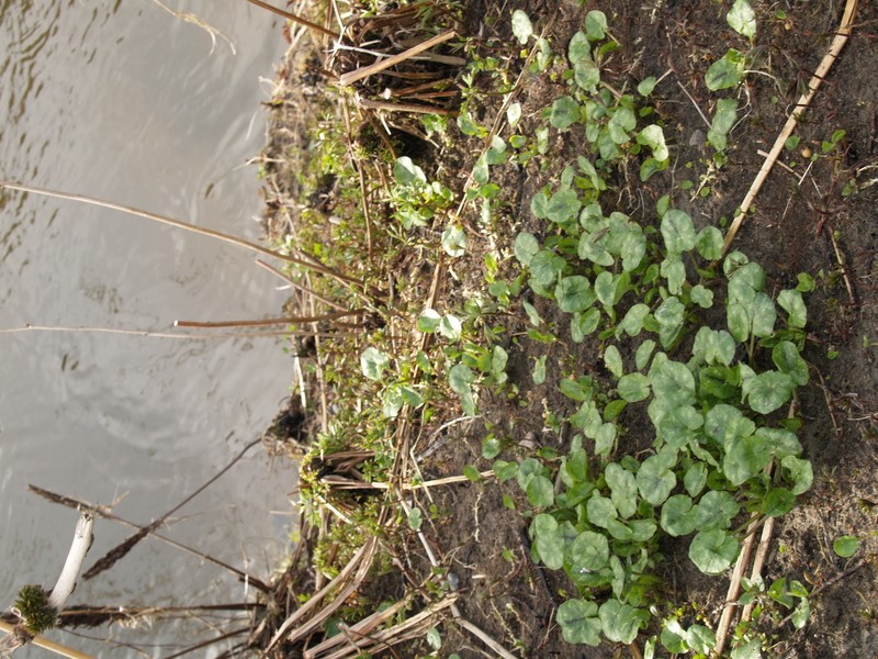 Ranunculus ficaria subsp. chrysocephalus photo 3