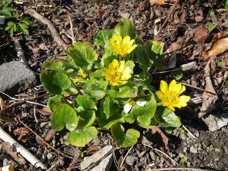Ranunculus ficaria subsp. chrysocephalus photo 4