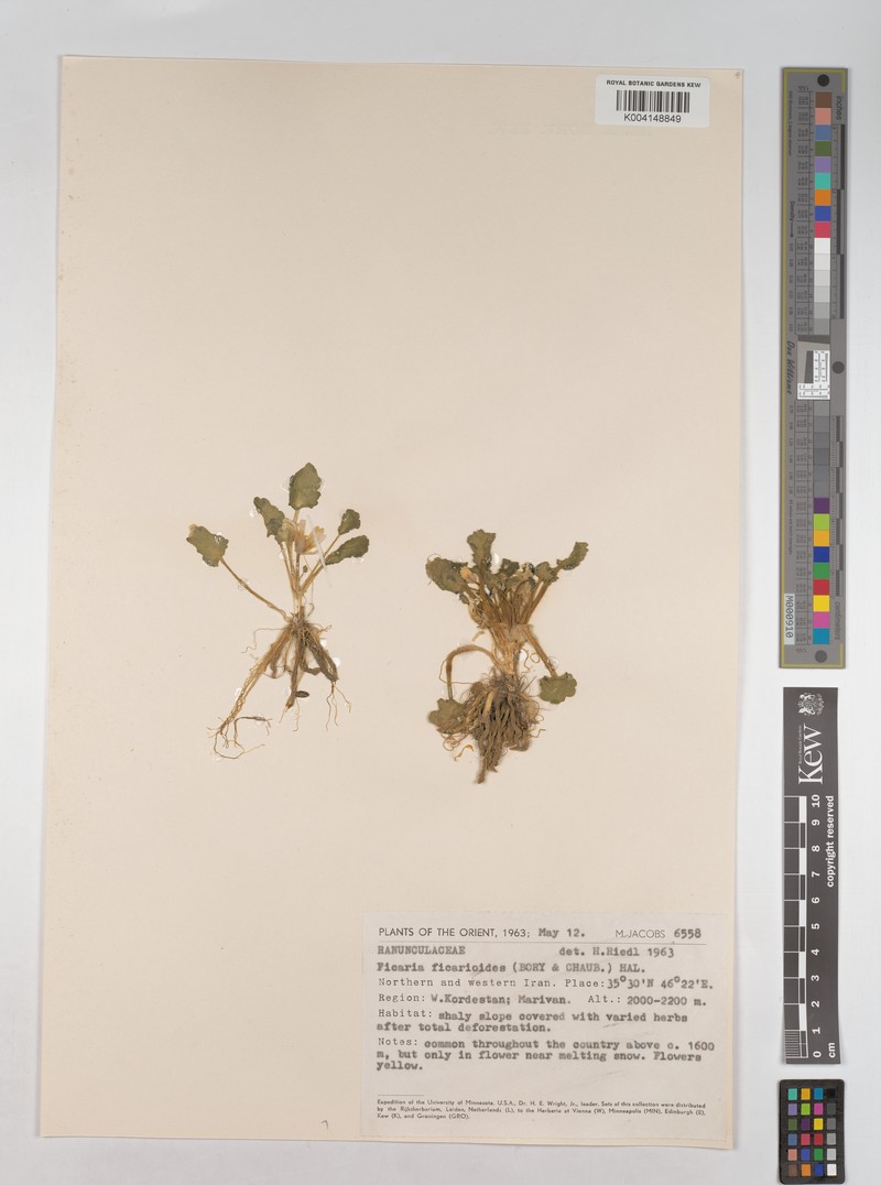 Ranunculus ficarioides