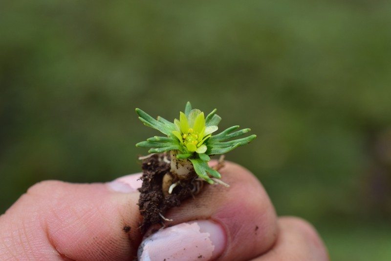 Ranunculus filamentosus photo 2