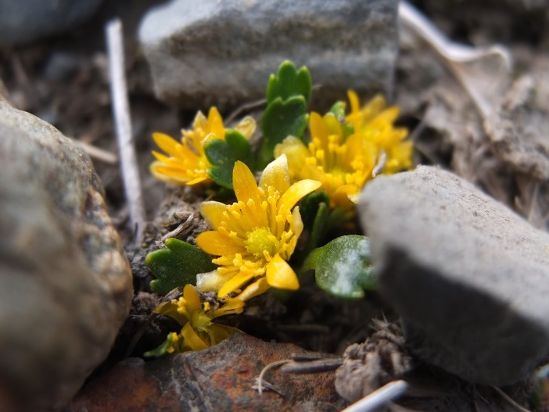 Ranunculus filamentosus photo 3