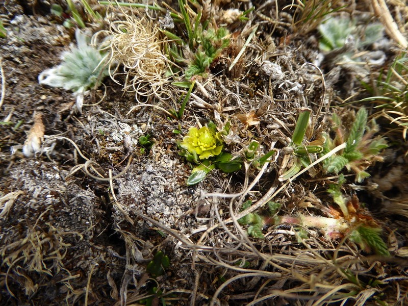 Ranunculus filamentosus photo 4