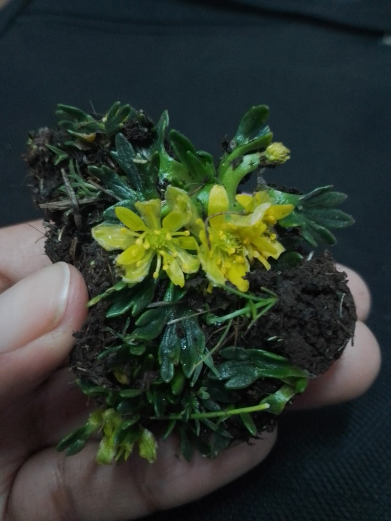 Ranunculus filamentosus photo 5