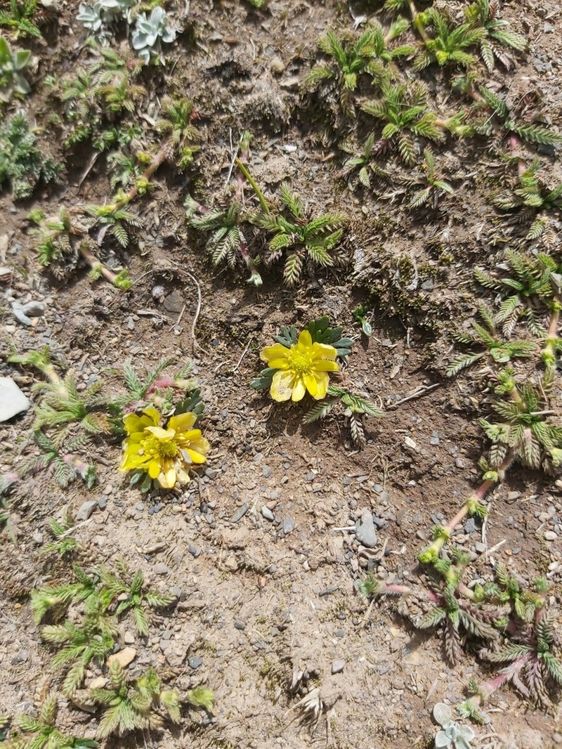 Ranunculus filamentosus photo 6