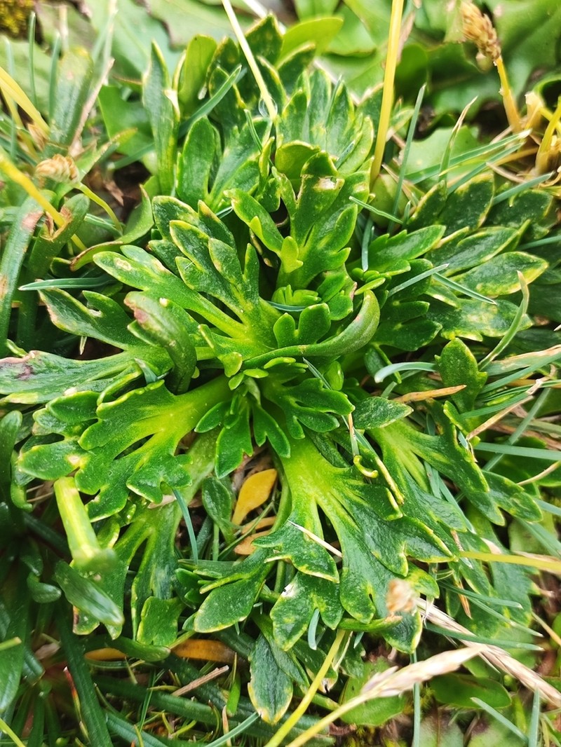 Ranunculus filamentosus photo 7