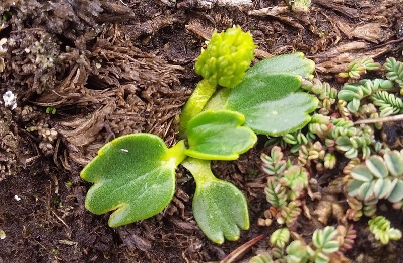 Ranunculus filamentosus photo 8