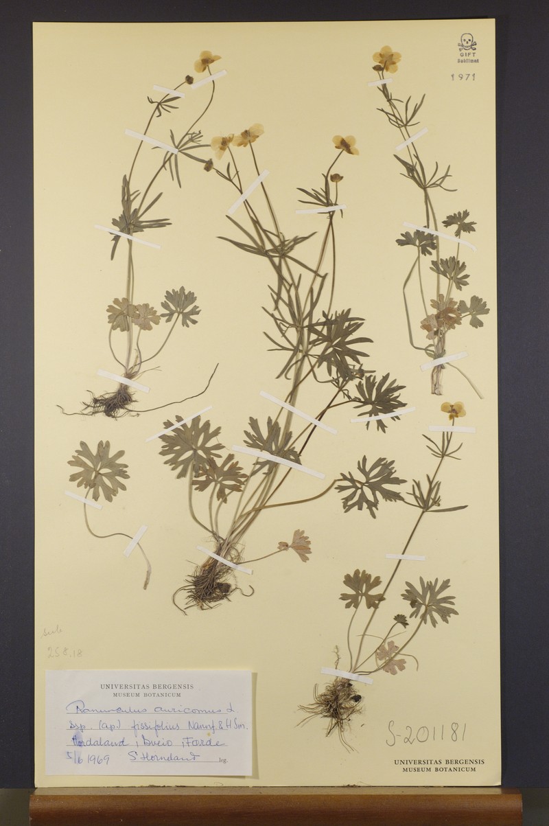 Ranunculus fissifolius