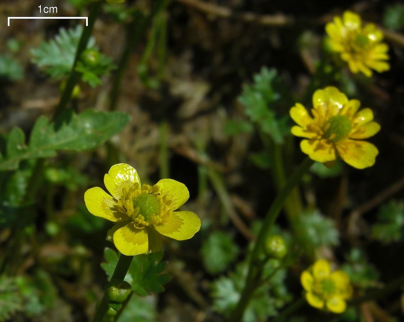 Yellow Water Buttercup