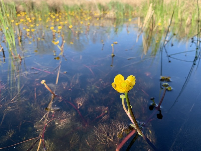 Yellow Water Buttercup photo 2