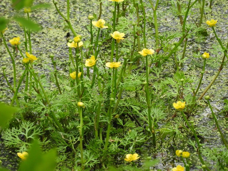 Yellow Water Buttercup photo 3
