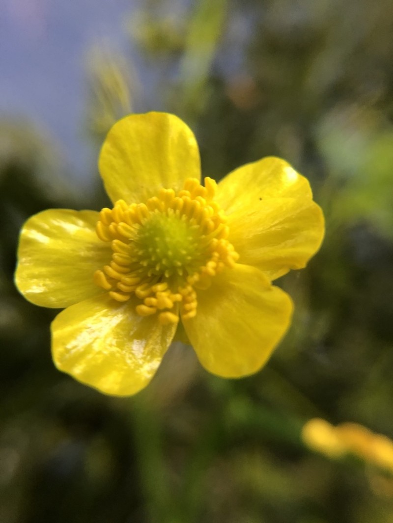 Yellow Water Buttercup photo 5