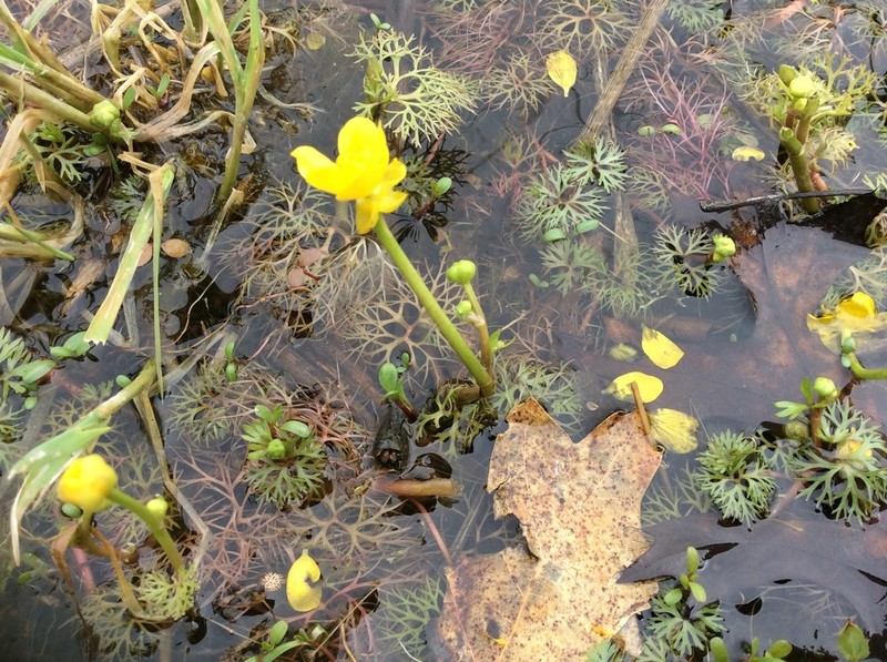 Yellow Water Buttercup photo 6