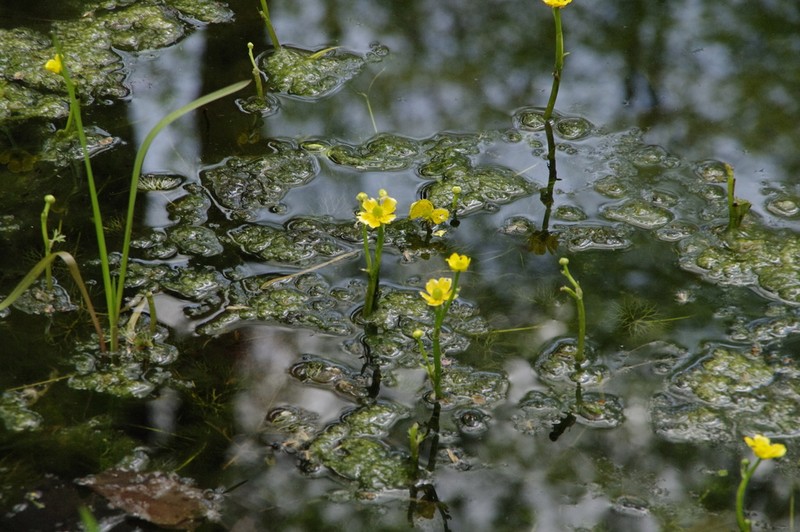 Yellow Water Buttercup photo 7