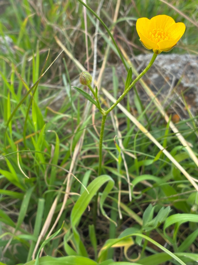 Ranunculus flabellatus