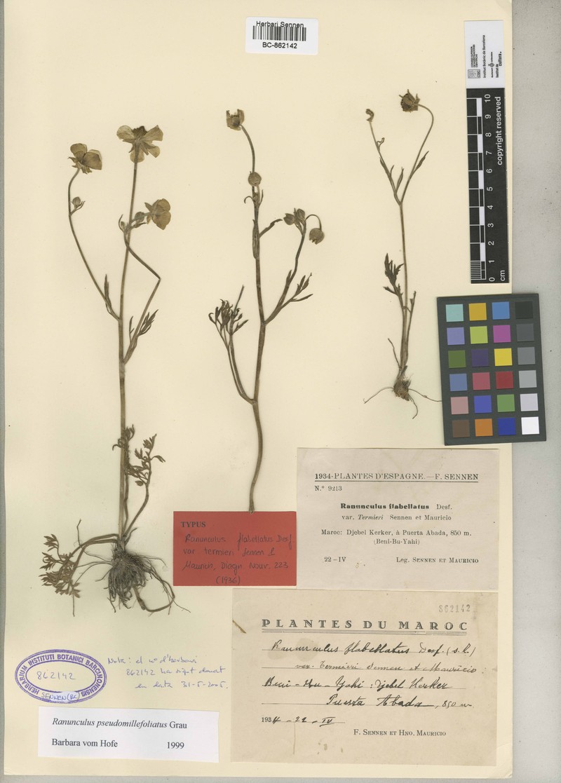 Ranunculus flabellatus photo 2
