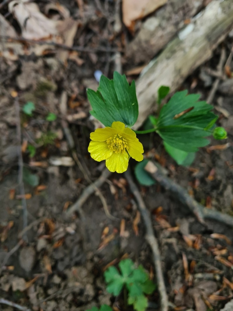 Ranunculus flabellifolius