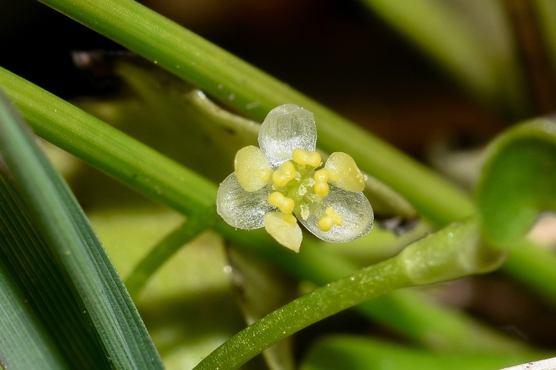 Ranunculus flagelliformis