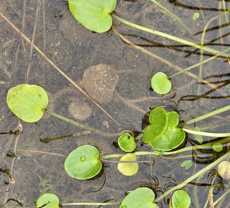 Ranunculus flagelliformis photo 4