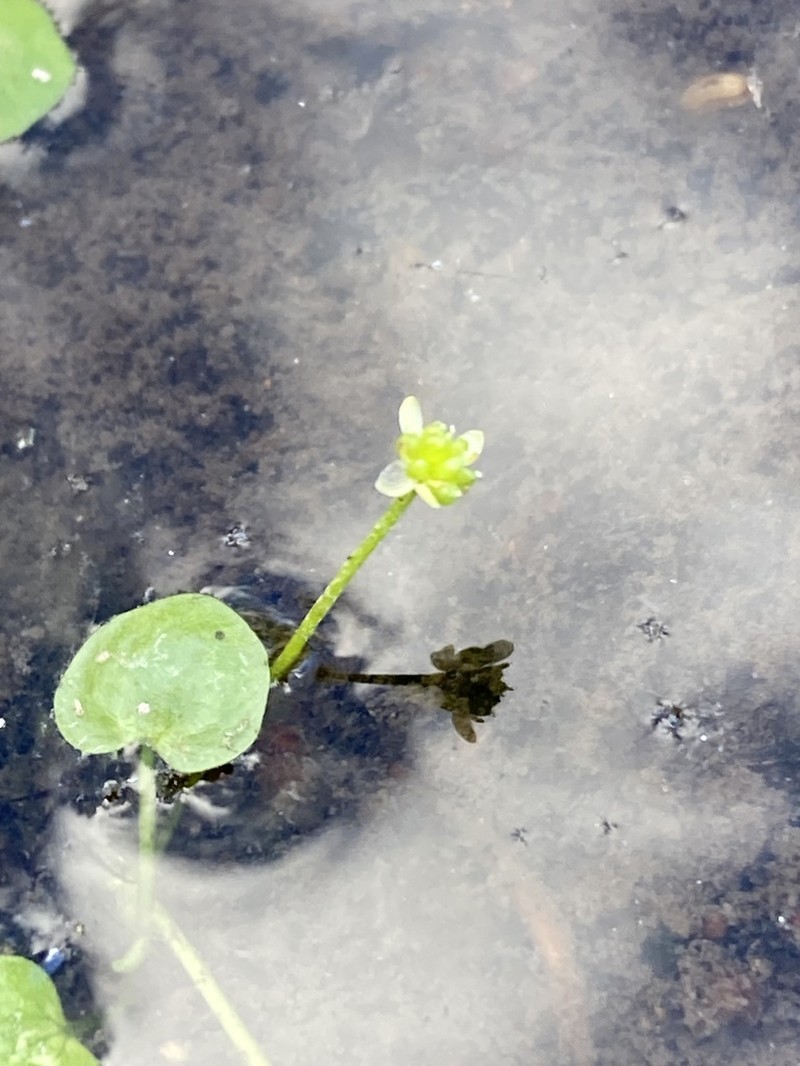Ranunculus flagelliformis photo 5
