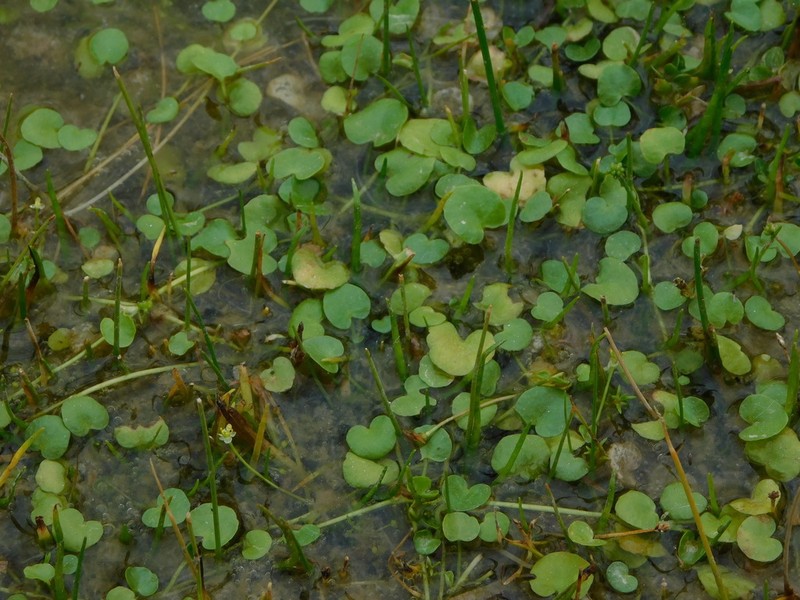 Ranunculus flagelliformis photo 6