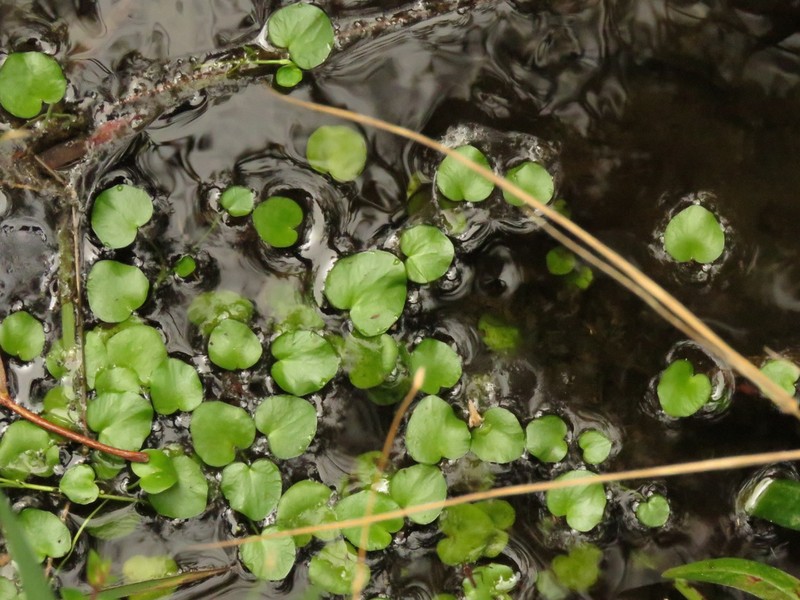 Ranunculus flagelliformis photo 8