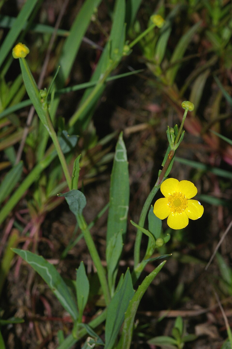 Greater Creeping Spearwort photo 2