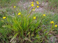 Greater Creeping Spearwort