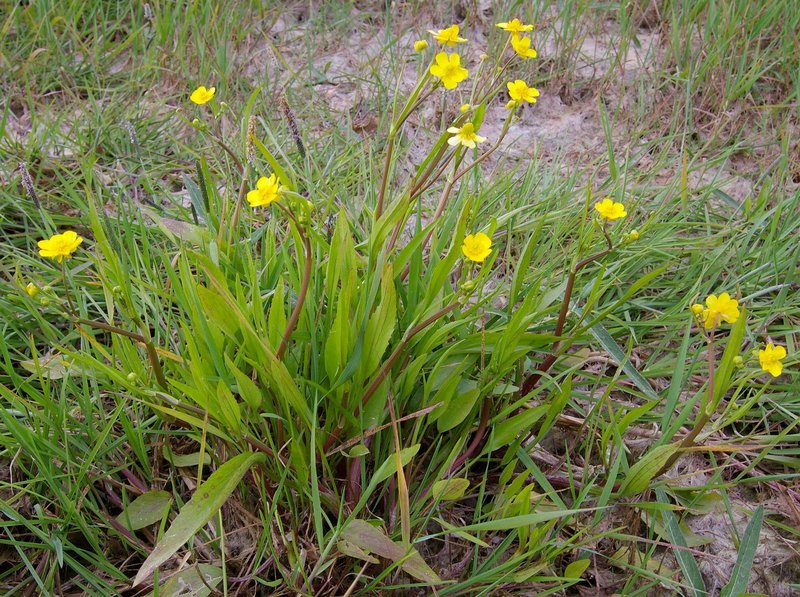 Greater Creeping Spearwort