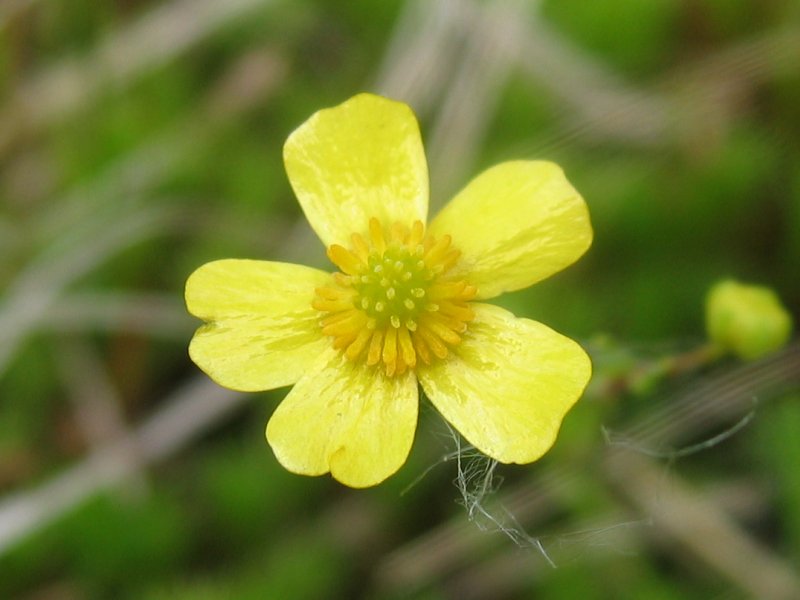 Greater Creeping Spearwort photo 3