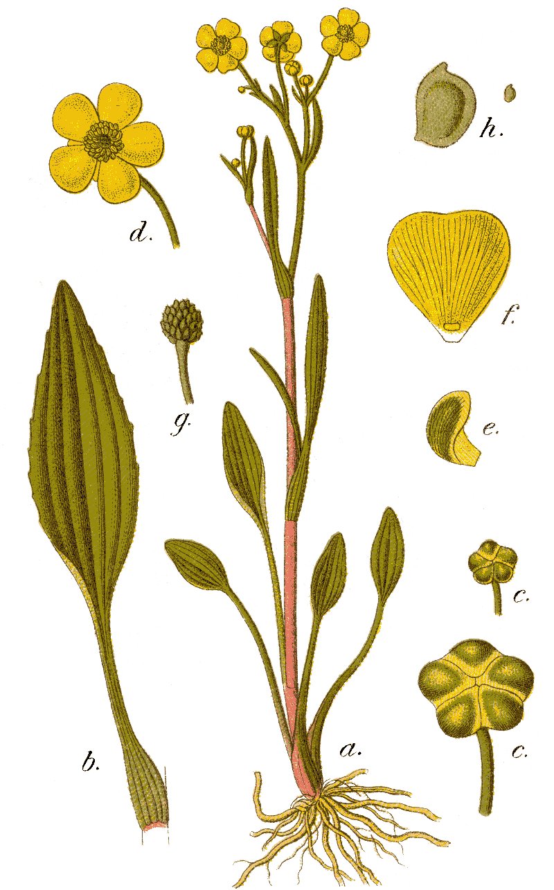Greater Creeping Spearwort photo 4