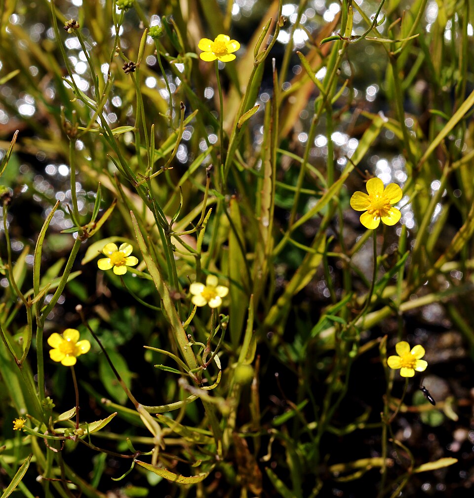 Greater Creeping Spearwort photo 4