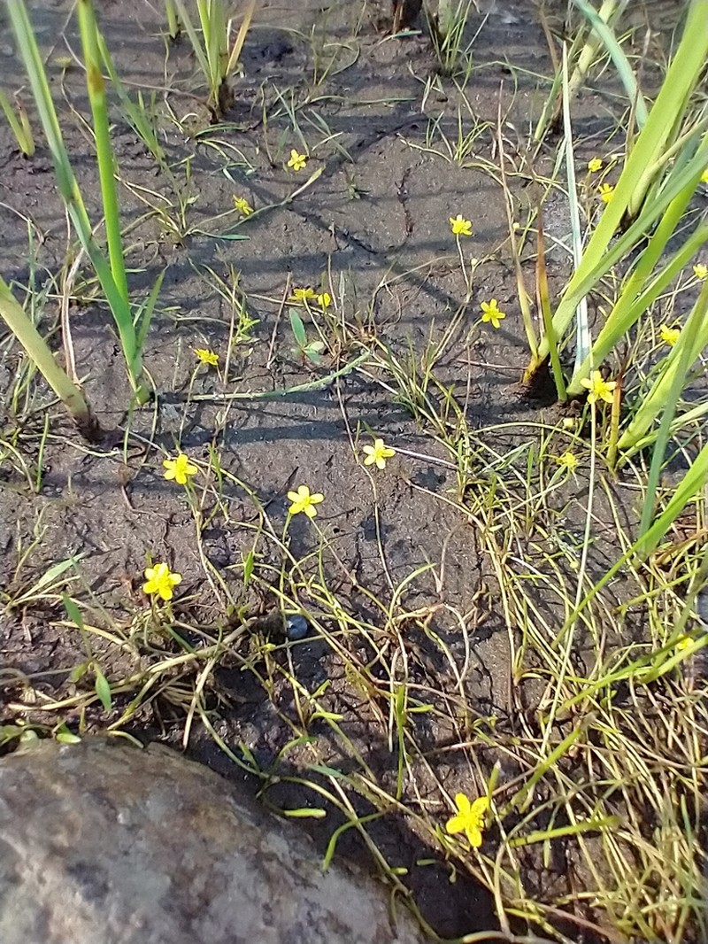 Greater Creeping Spearwort photo 7