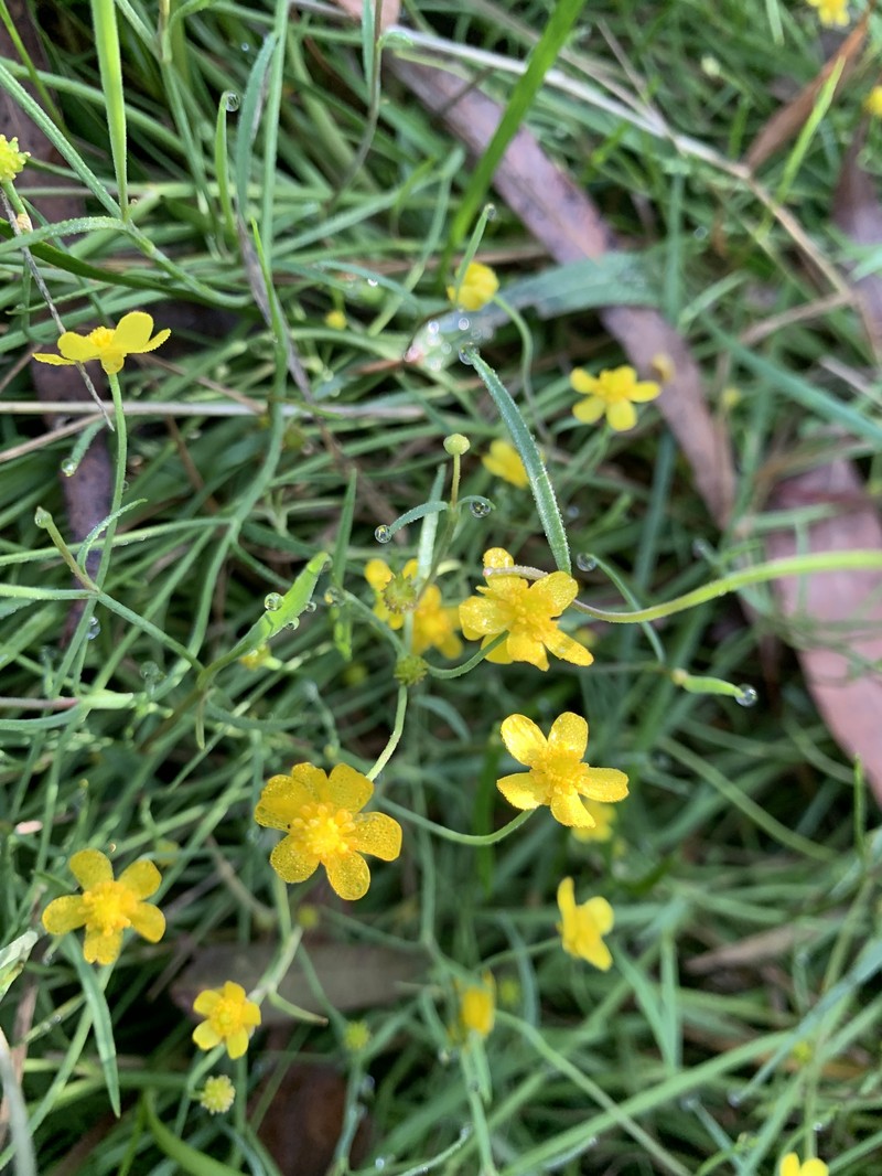 Ranunculus flammula subsp. flammula