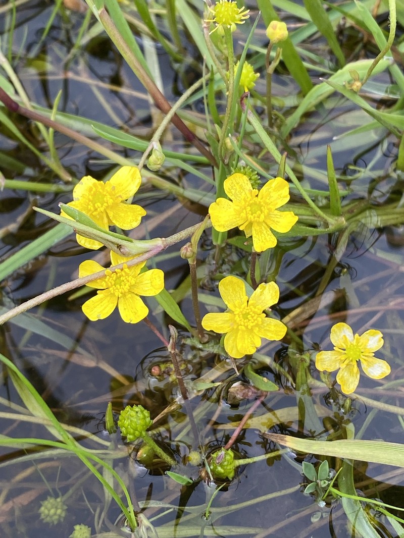 Ranunculus flammula subsp. flammula photo 2
