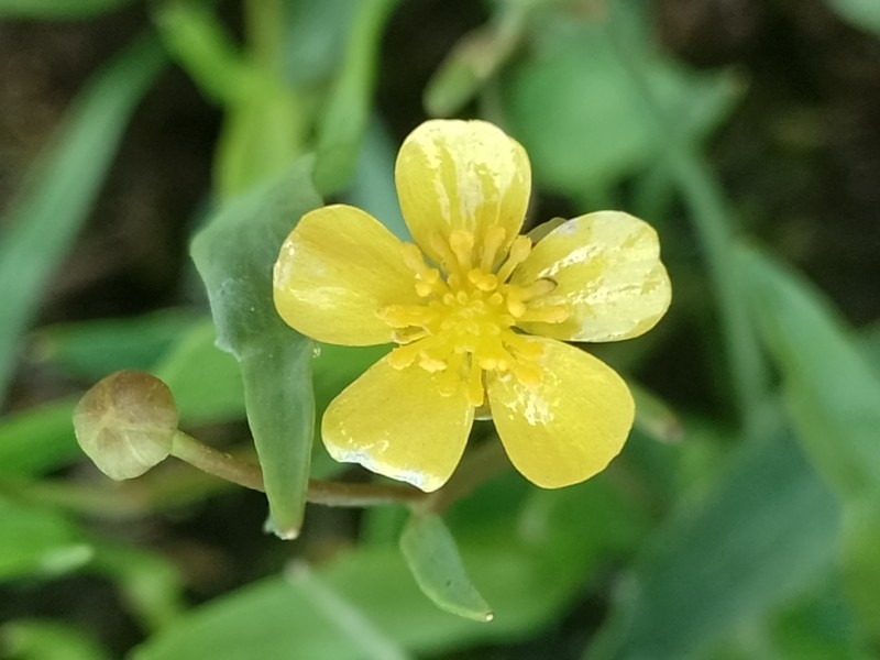 Ranunculus flammula subsp. flammula photo 4