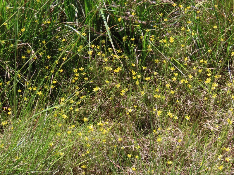 Ranunculus flammula subsp. flammula photo 5