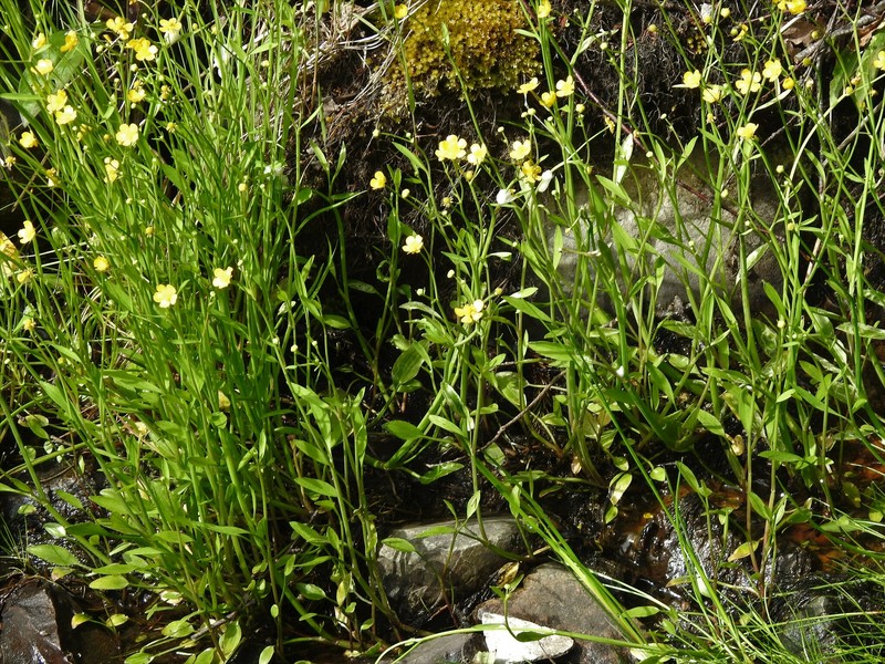 Ranunculus flammula subsp. flammula photo 6