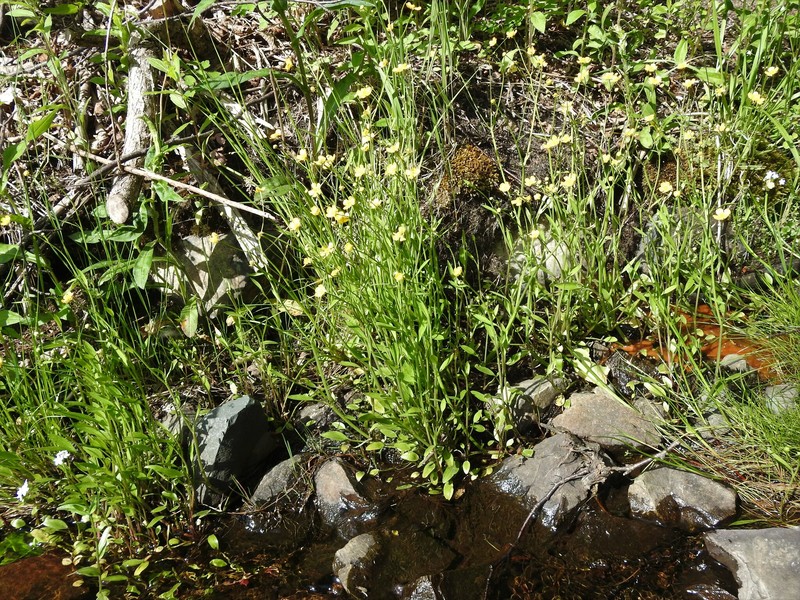 Ranunculus flammula subsp. flammula photo 7