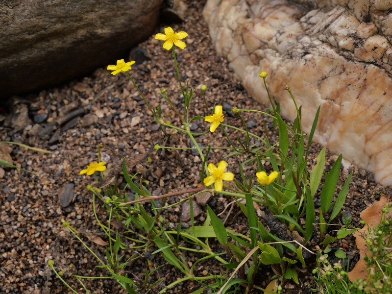 Ranunculus flammula subsp. flammula photo 8