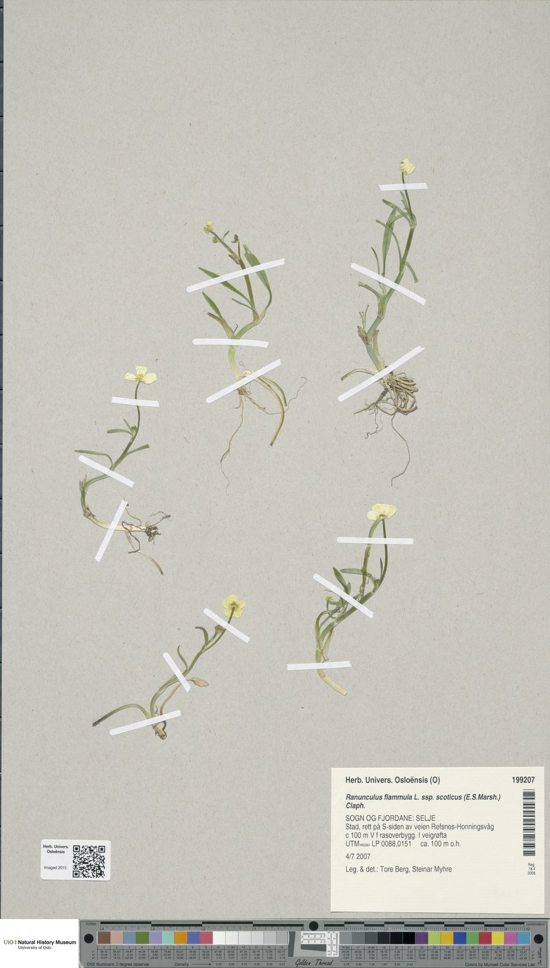Ranunculus flammula subsp. scoticus photo 2