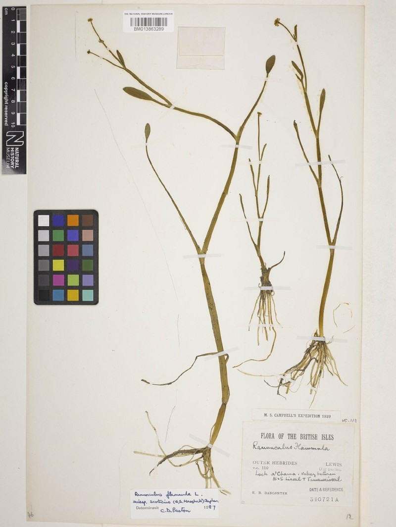 Ranunculus flammula subsp. scoticus photo 3