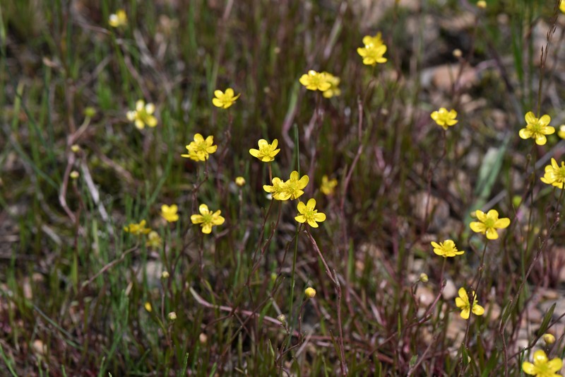 Ranunculus flammula var. ovalis