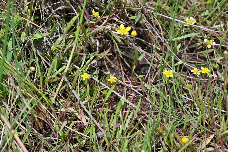 Ranunculus flammula var. ovalis photo 2