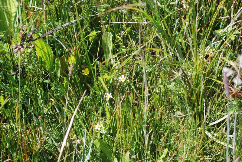 Ranunculus flammula var. ovalis photo 3